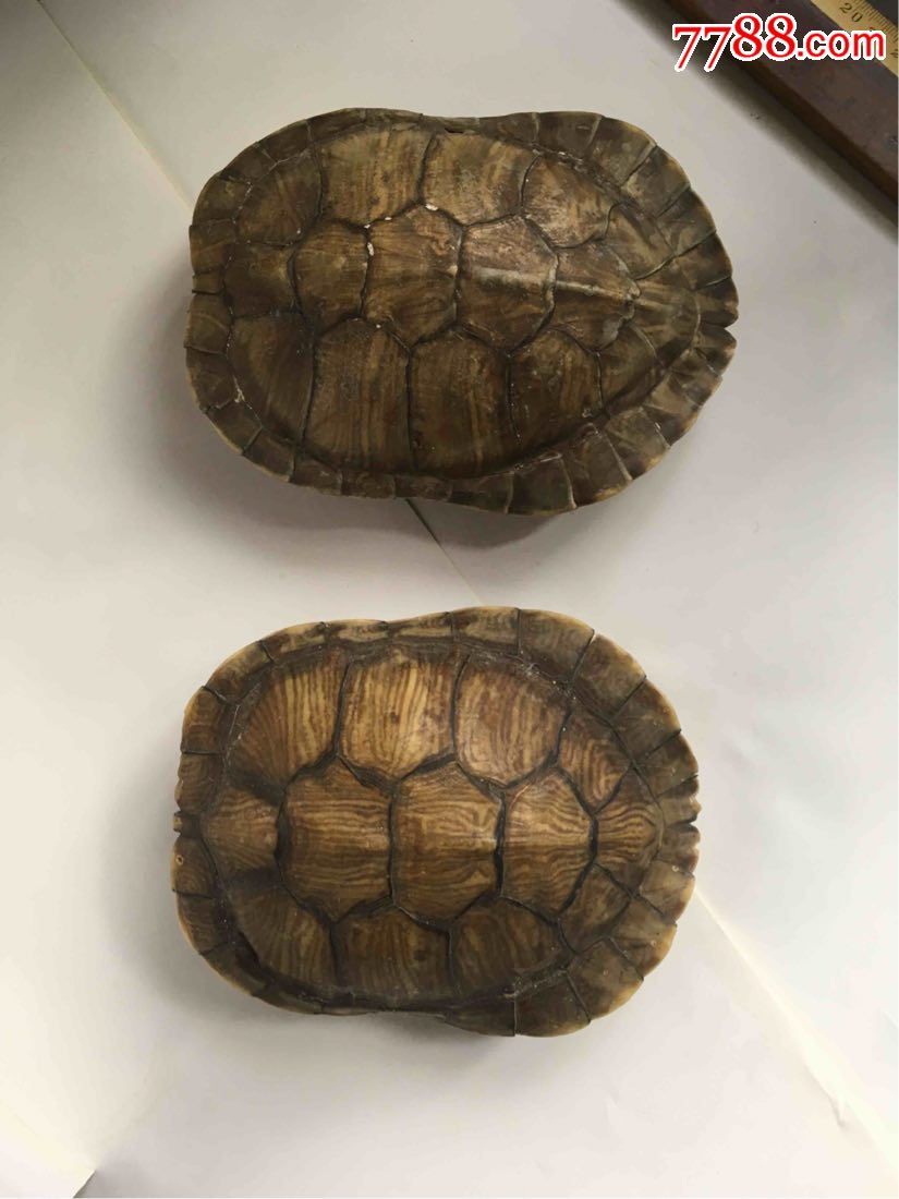 乌龟壳