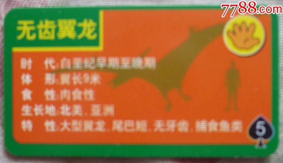 小灵龙—无齿翼龙