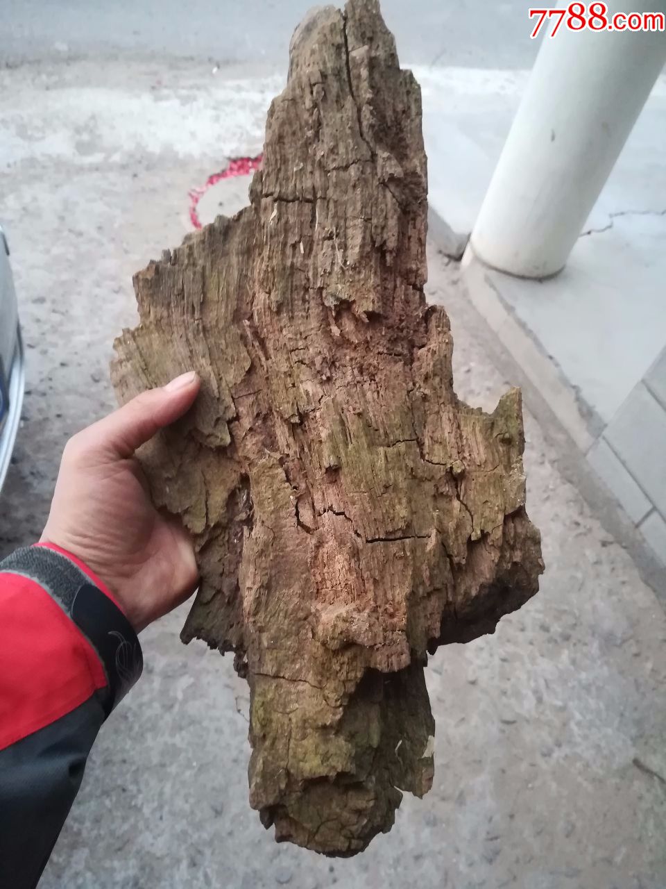 千年的朽木一块