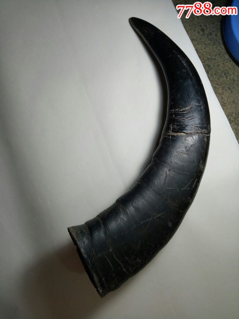 老的水牛角