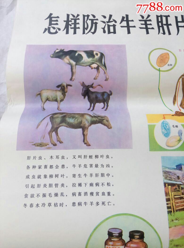 怎样防治牛羊肝片吸虫病