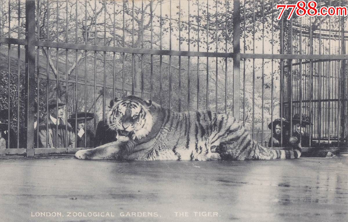 伦敦动物园的西伯利亚虎--英国stereoscopic公司1912