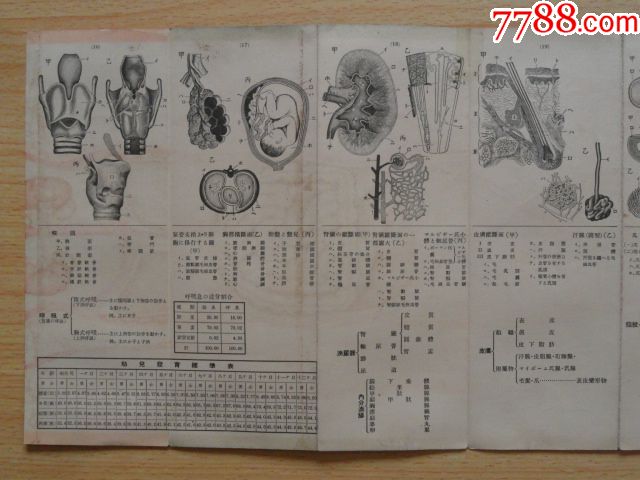 民国时满洲国时期女子人体解剖图折叠式(挂图二片,共长2.08米)
