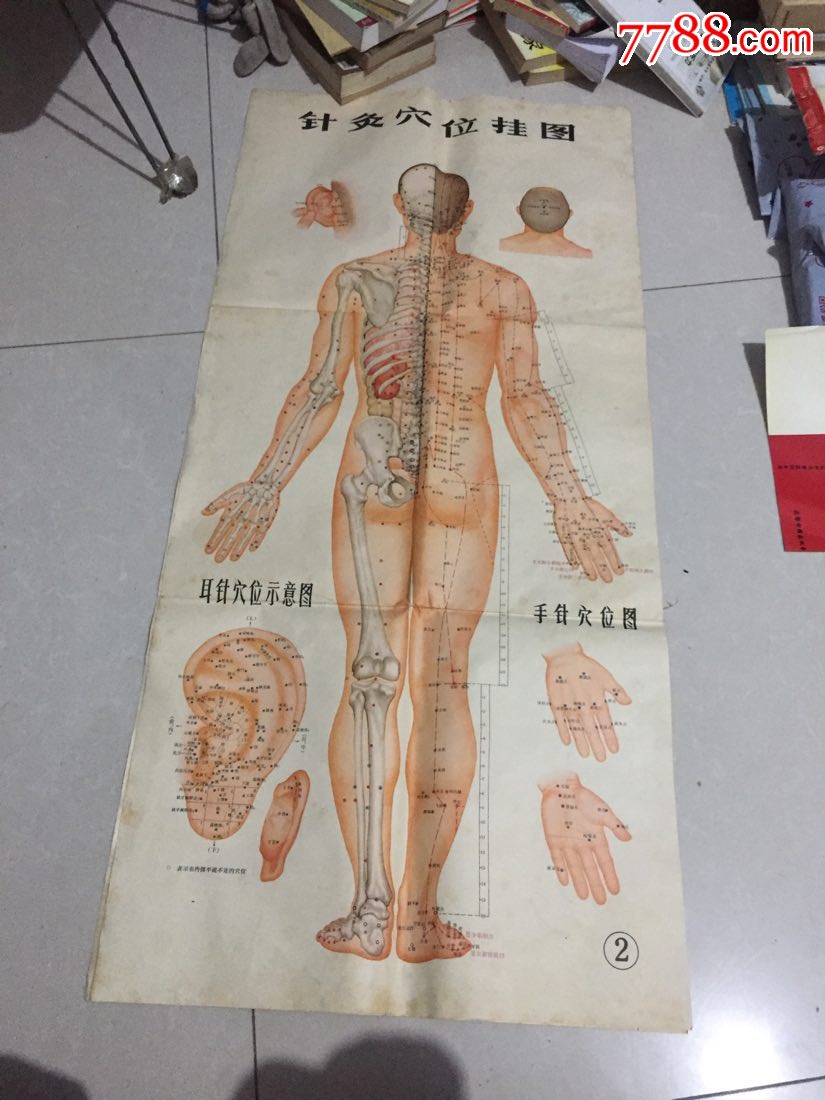 文革针灸穴位挂图3张缺说明一册