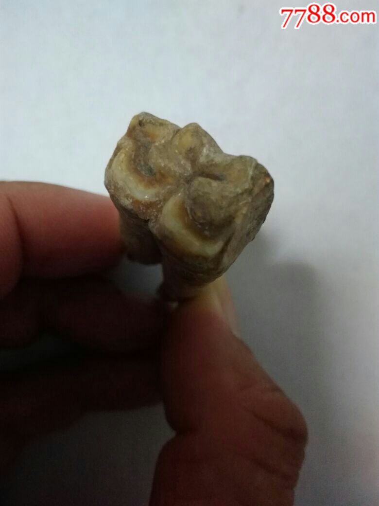 几百万年前东北食草动物牙齿化石
