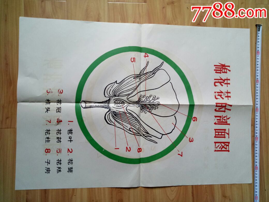 棉花花的刨面图