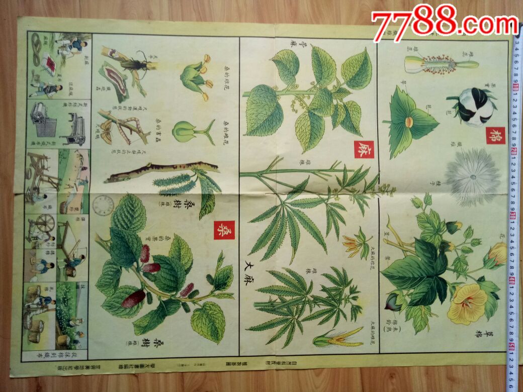 植物挂图-au18014118-年画缩样散页-加价-7788收藏