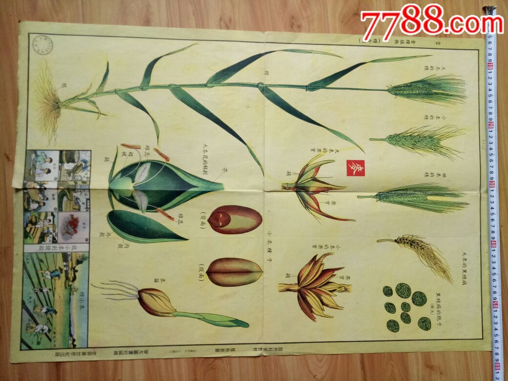 植物挂图-au18014123-年画缩样散页-加价-7788收藏