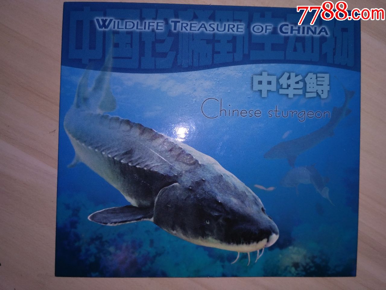 中华鲟