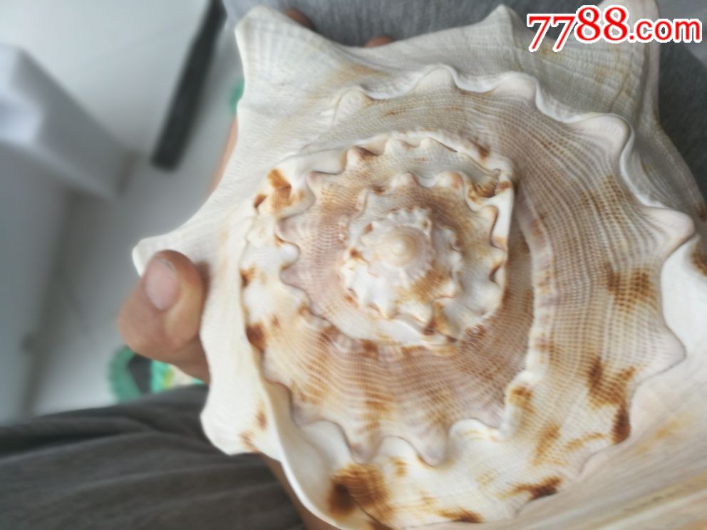 海螺壳