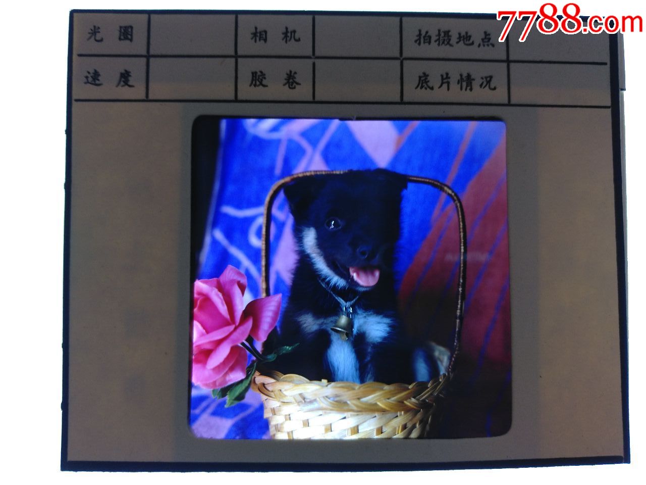 用彩色反转片拍摄的红花绿叶在底片上是什么颜色_大绿叶中间红花_红花再好也要绿叶陪衬的事例