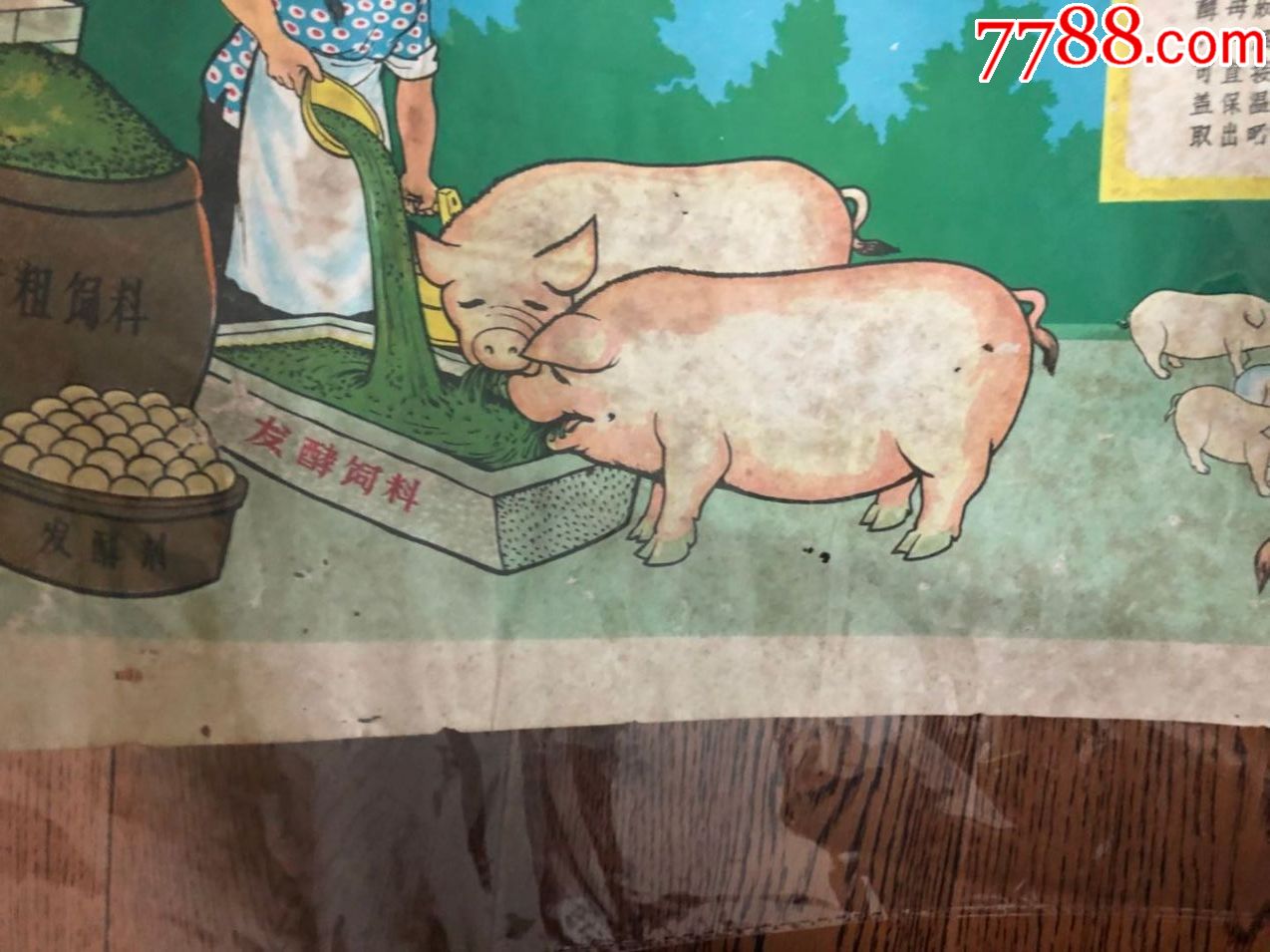 养猪宣传画1张