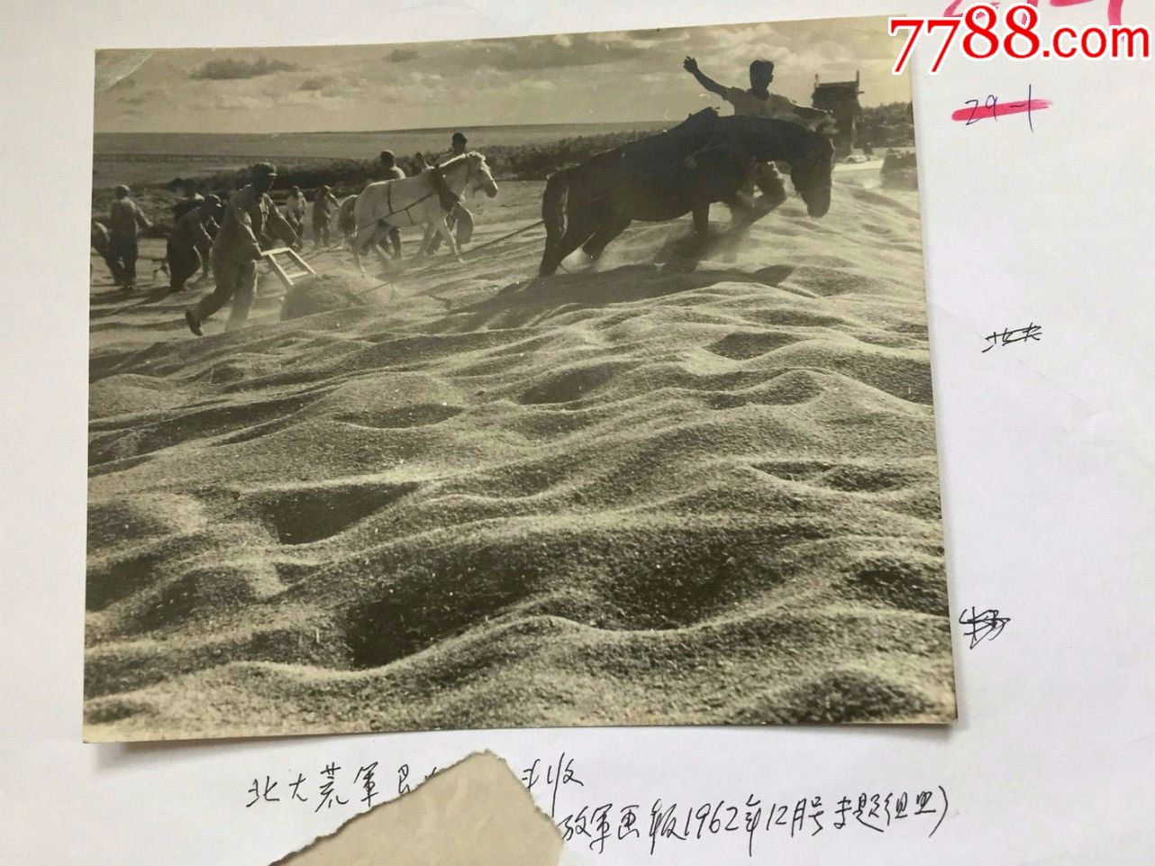 北大荒军垦大队,老照片_第2张