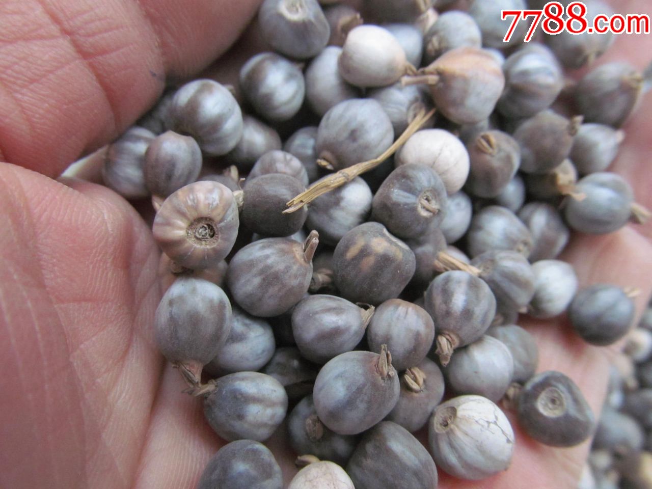草珠子,1.5斤左右,大小图中有示
