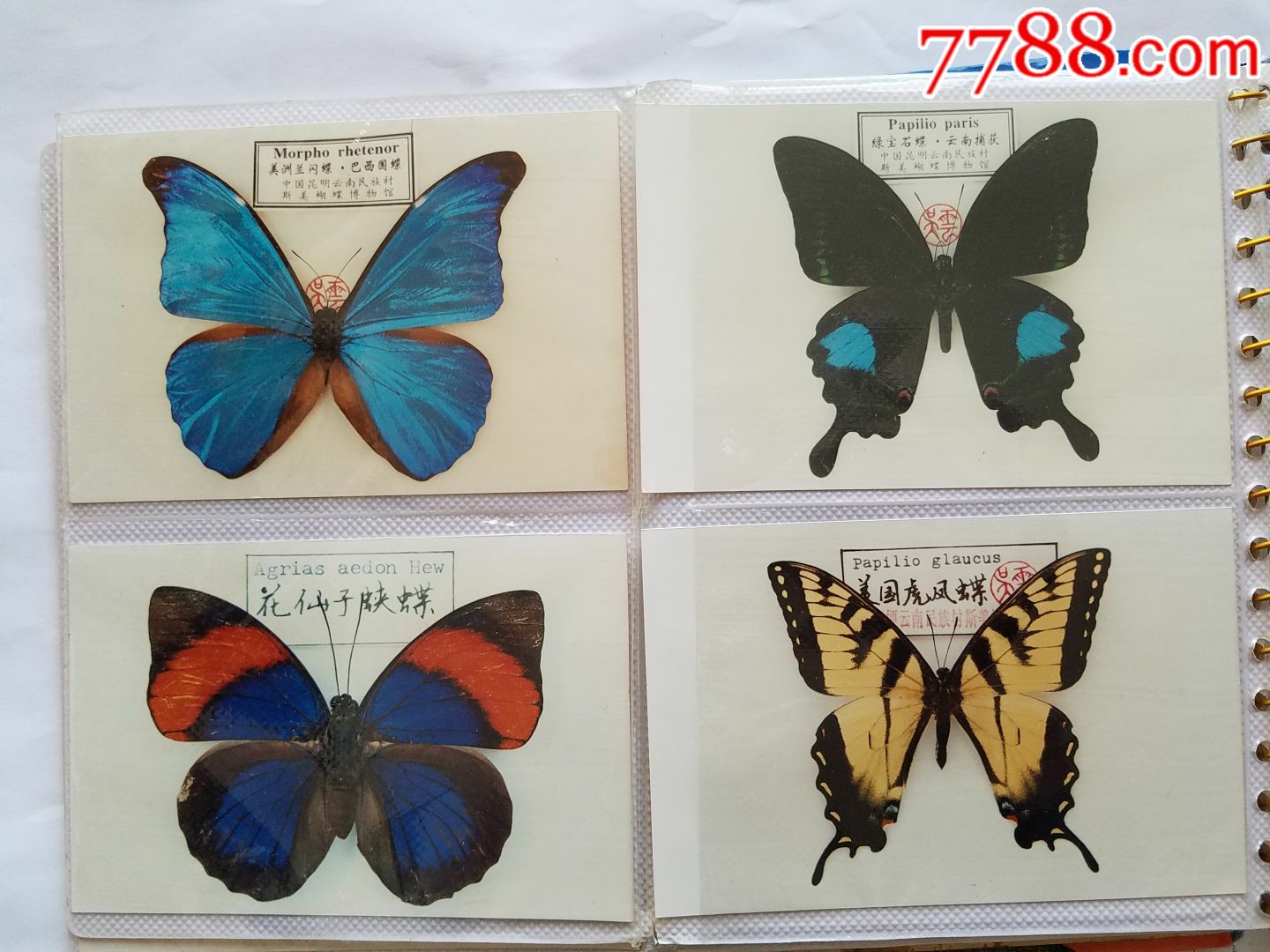 云南民族村博物馆藏蝴蝶标本照片(1册49张)