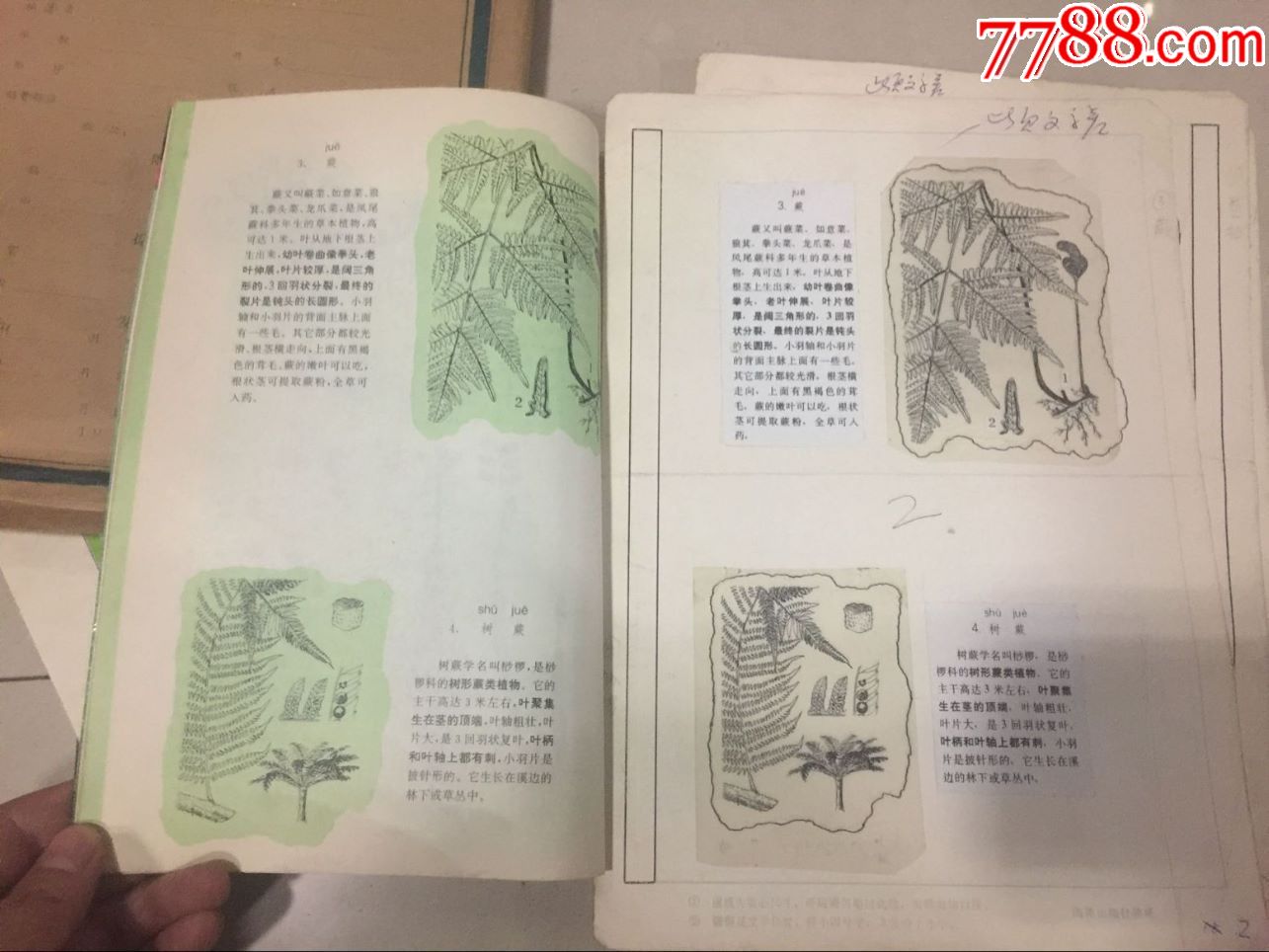 200种植物识别图册(全套原稿),连环画/小人书【商都藏苑】_第4张
