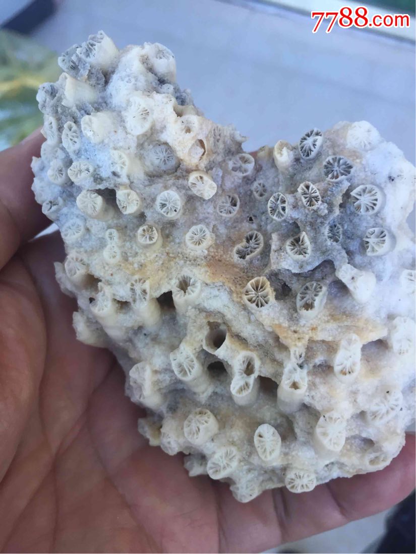 很奇特的珊瑚石