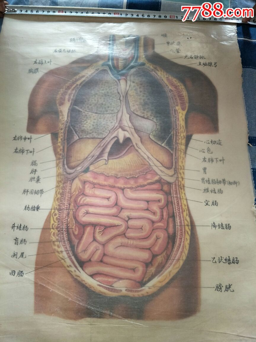 药标,解放左右手绘内脏图