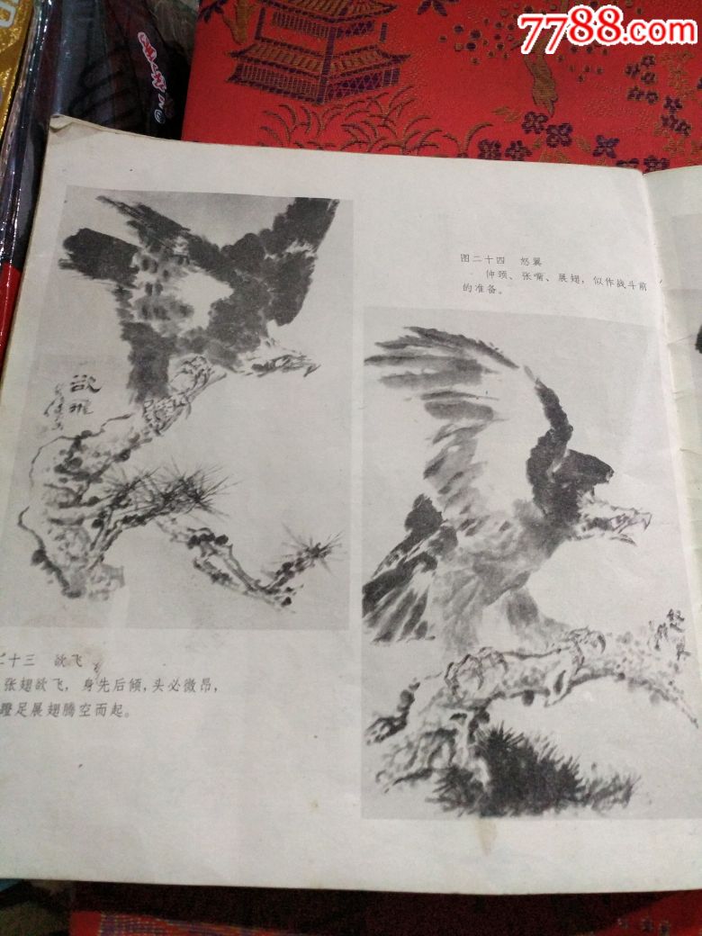 八十年代:怎样画鹰!大师钱行健画!