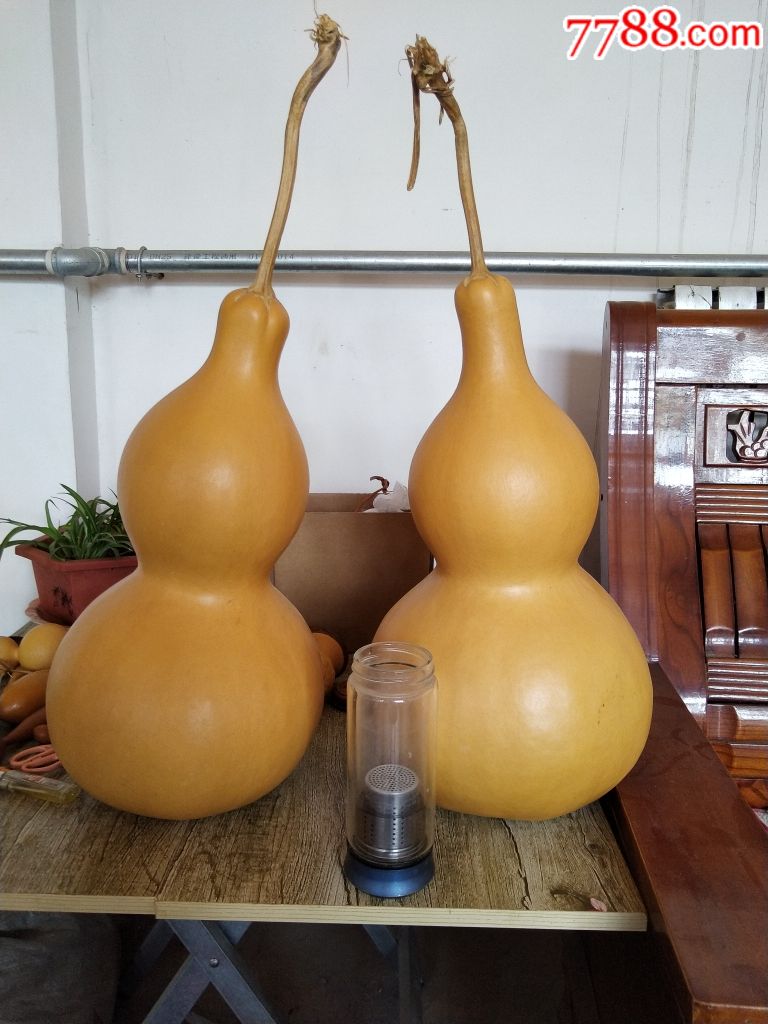 天然大葫芦一对.