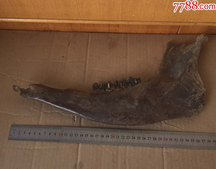 a600大型草食动物披毛犀牙骨化石