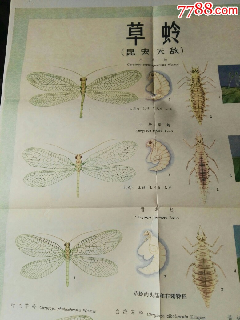 文革农业宣传画:草蛉