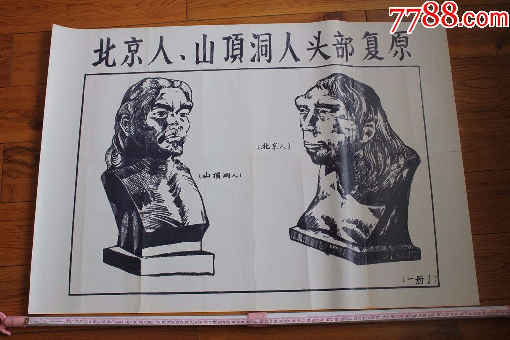 北京猿人复原图