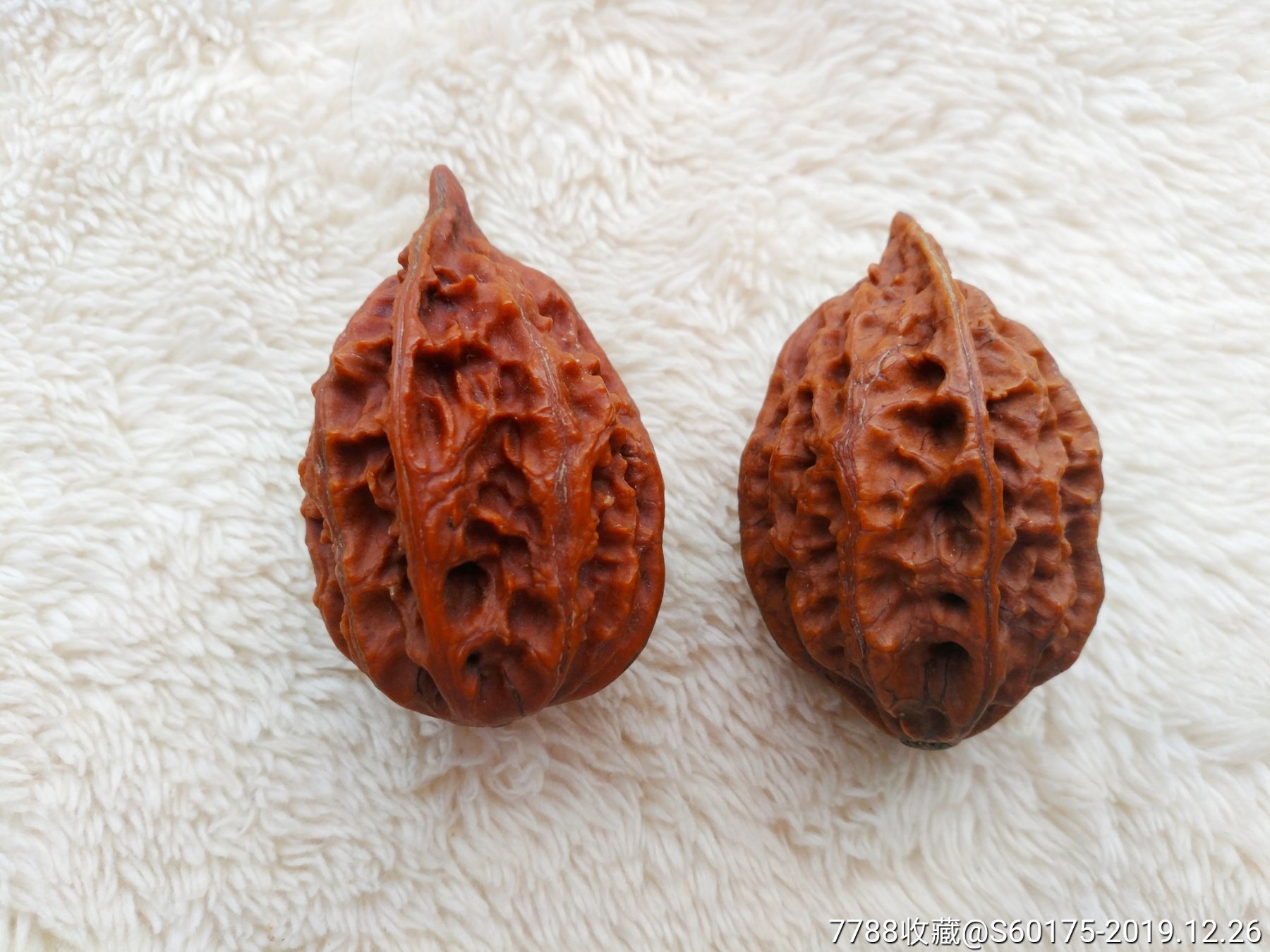 野生秋子核桃