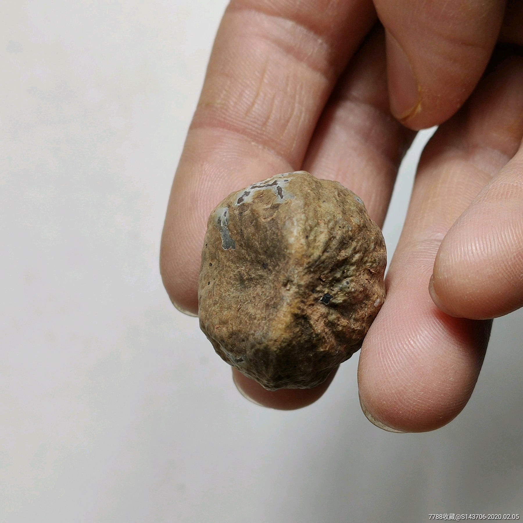 菩提果化石,编号a1