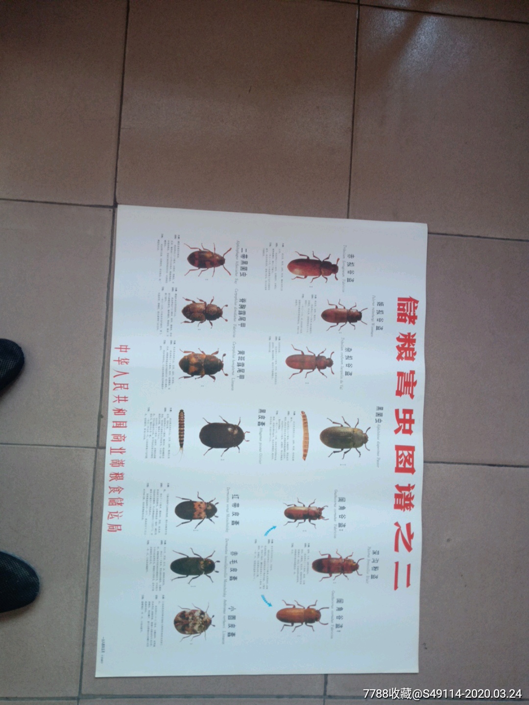 储粮害虫图谱挂图四张全