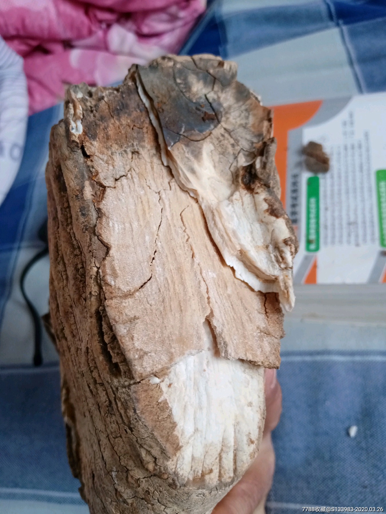 大型动物牙化石