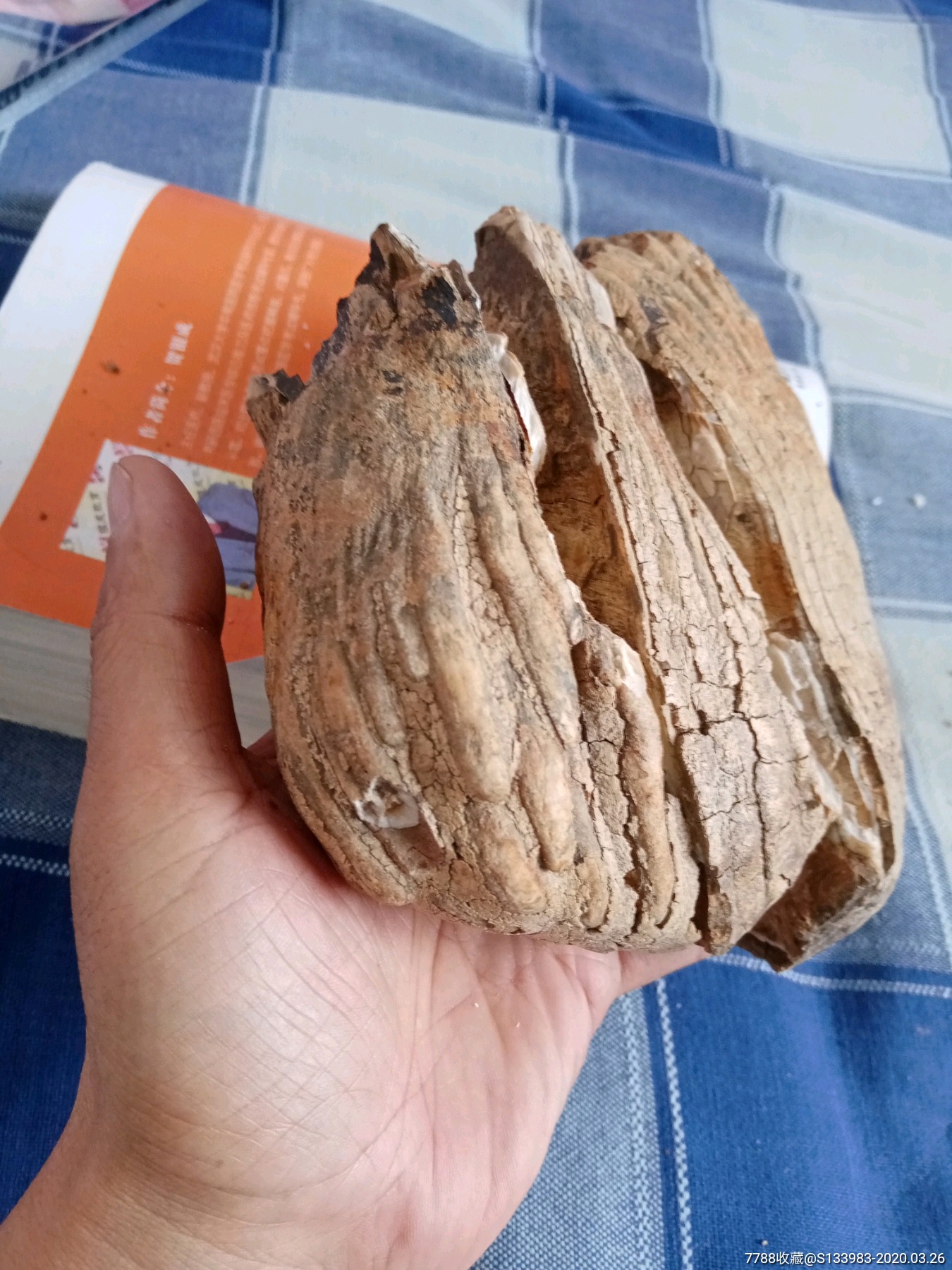 大型动物牙化石
