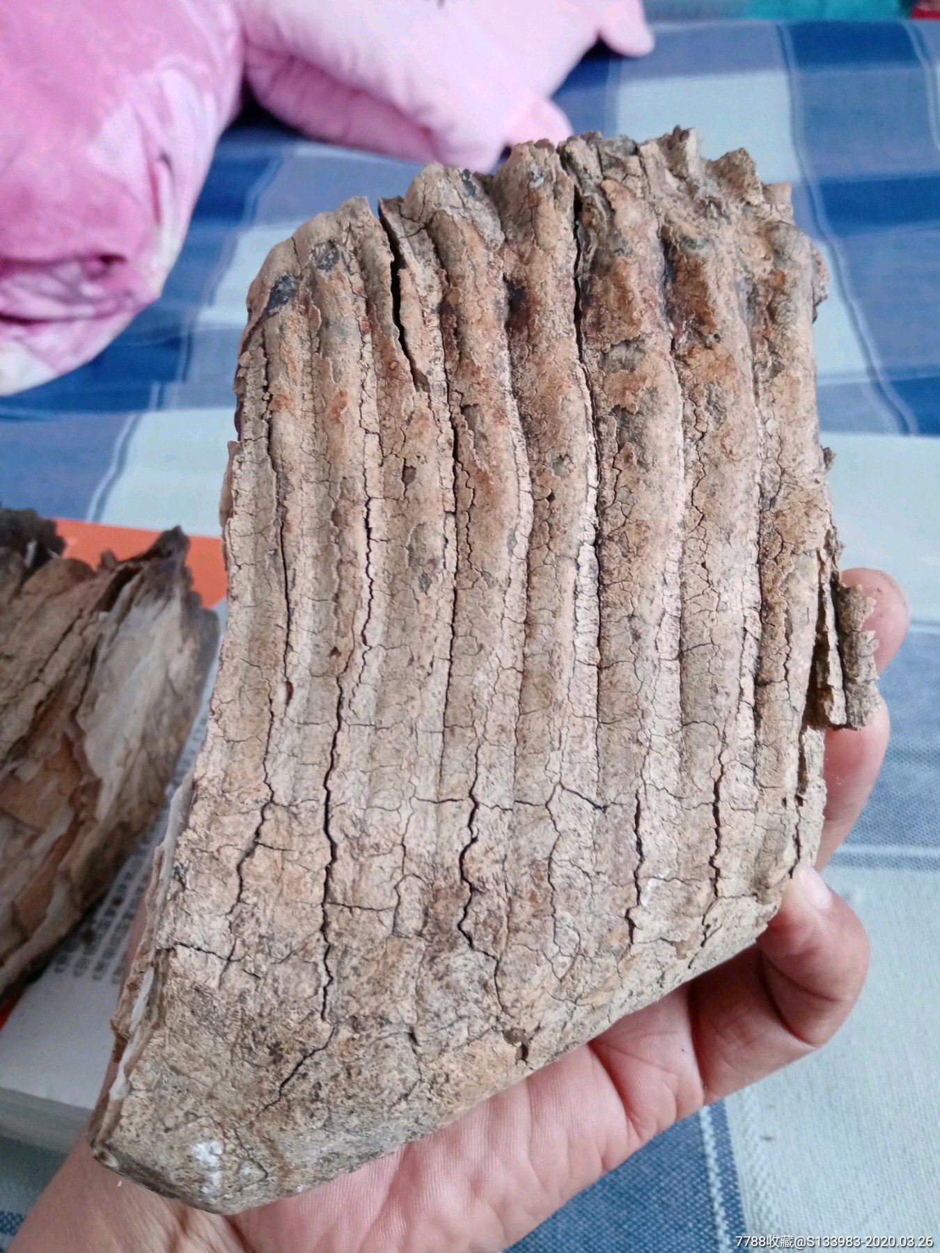大型动物牙化石