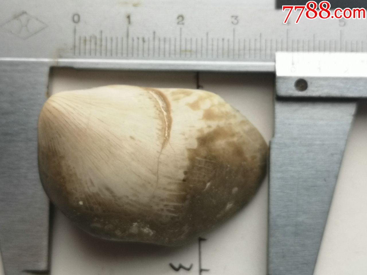 新疆贝壳类的生物化石