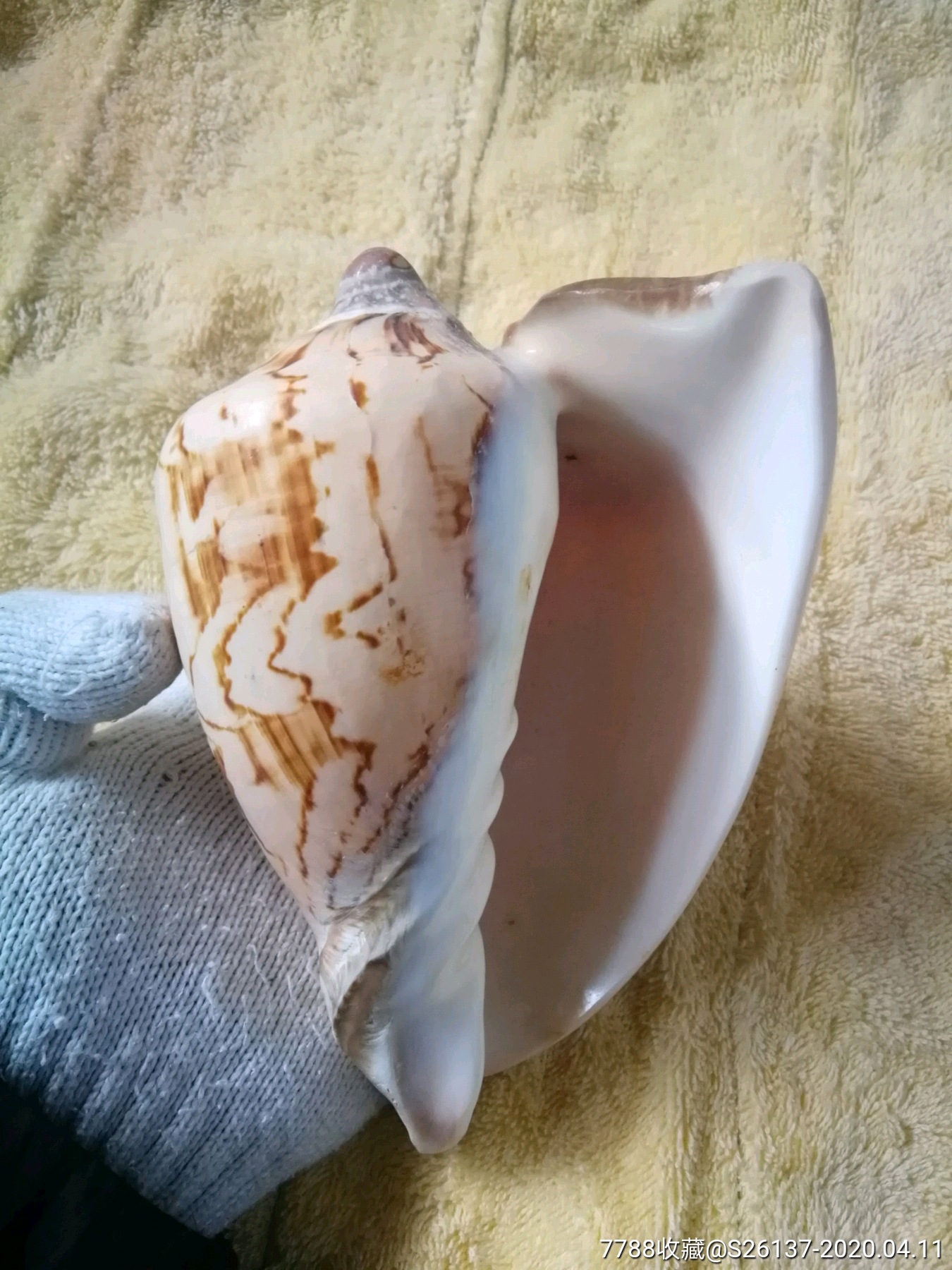 少见大海螺壳