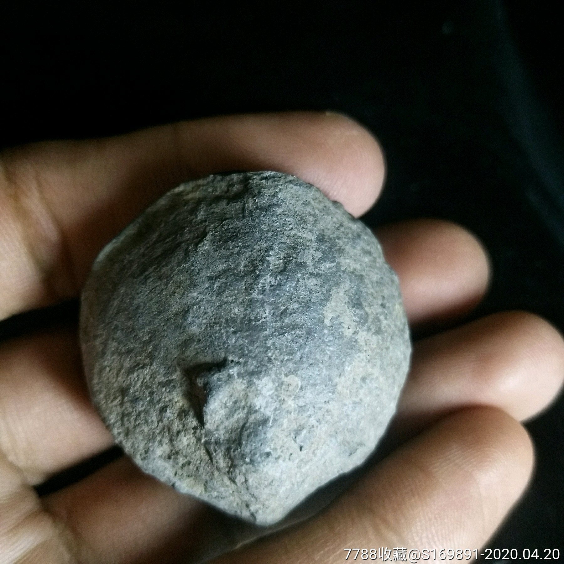 天然化石,1~3亿年前的贝壳类化石,本店无托拍!
