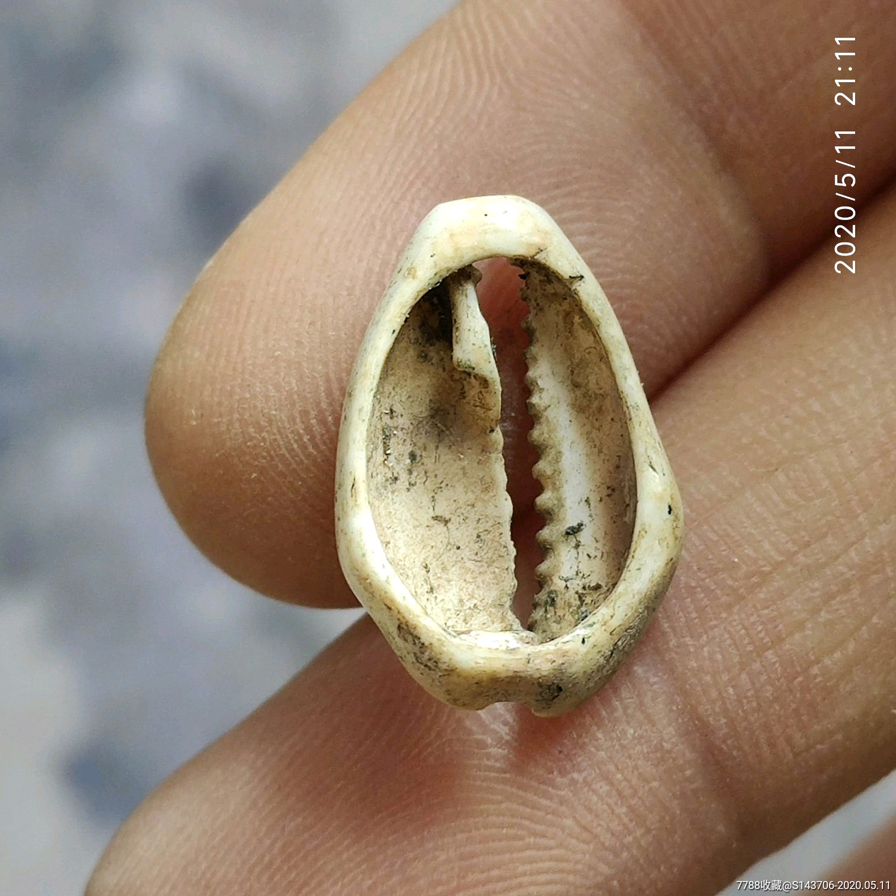 古代贝币