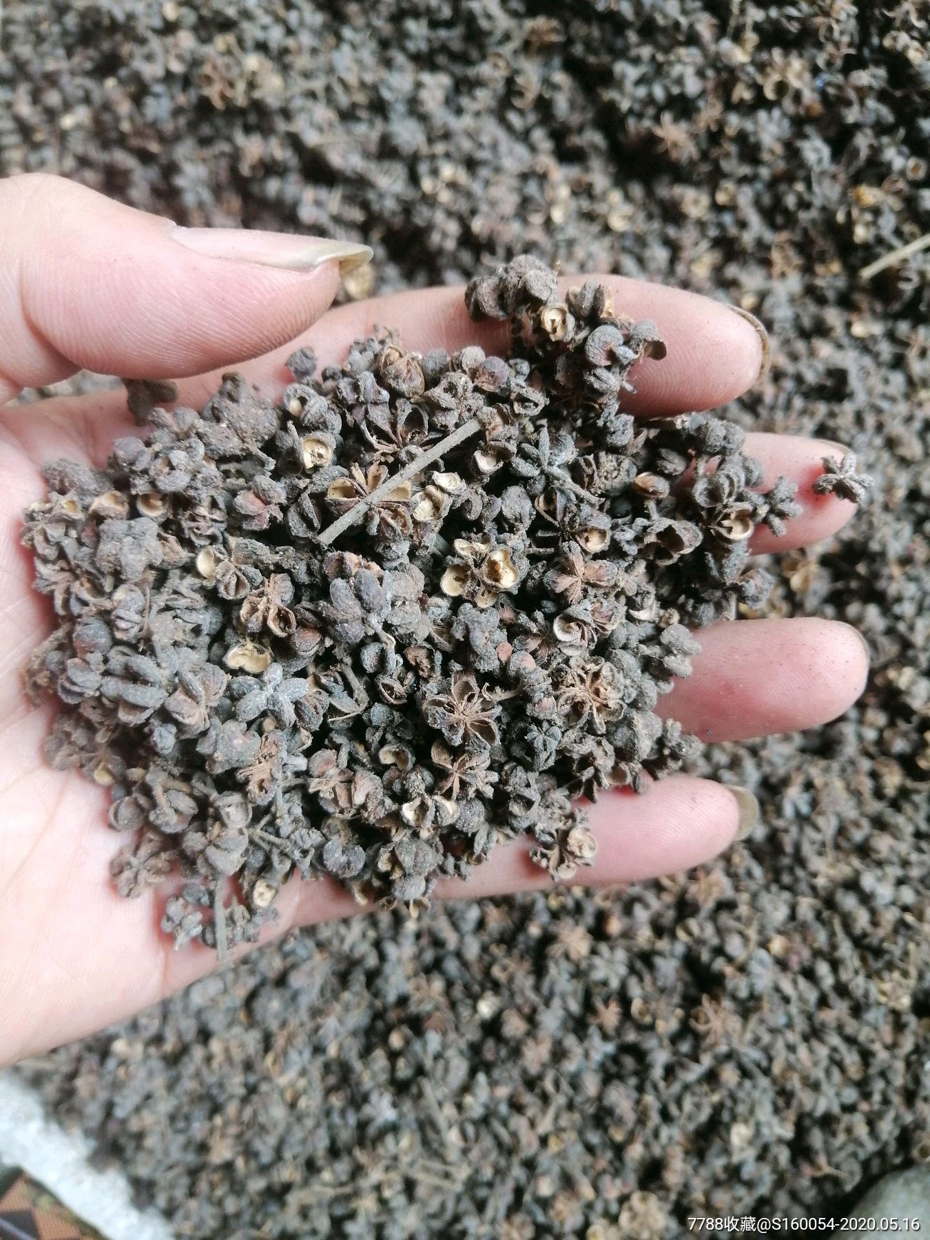 陈年老花椒壳