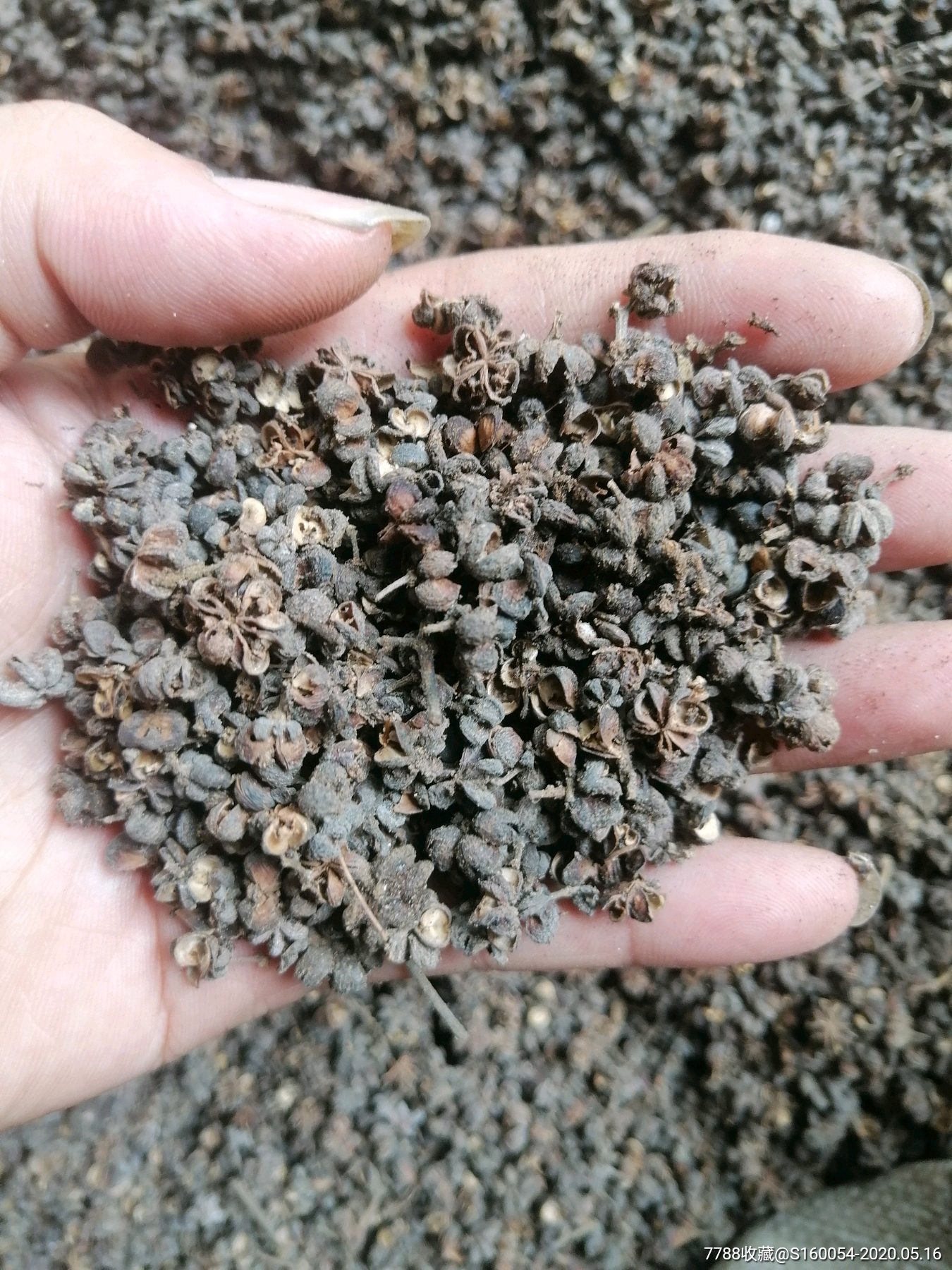 陈年老花椒壳