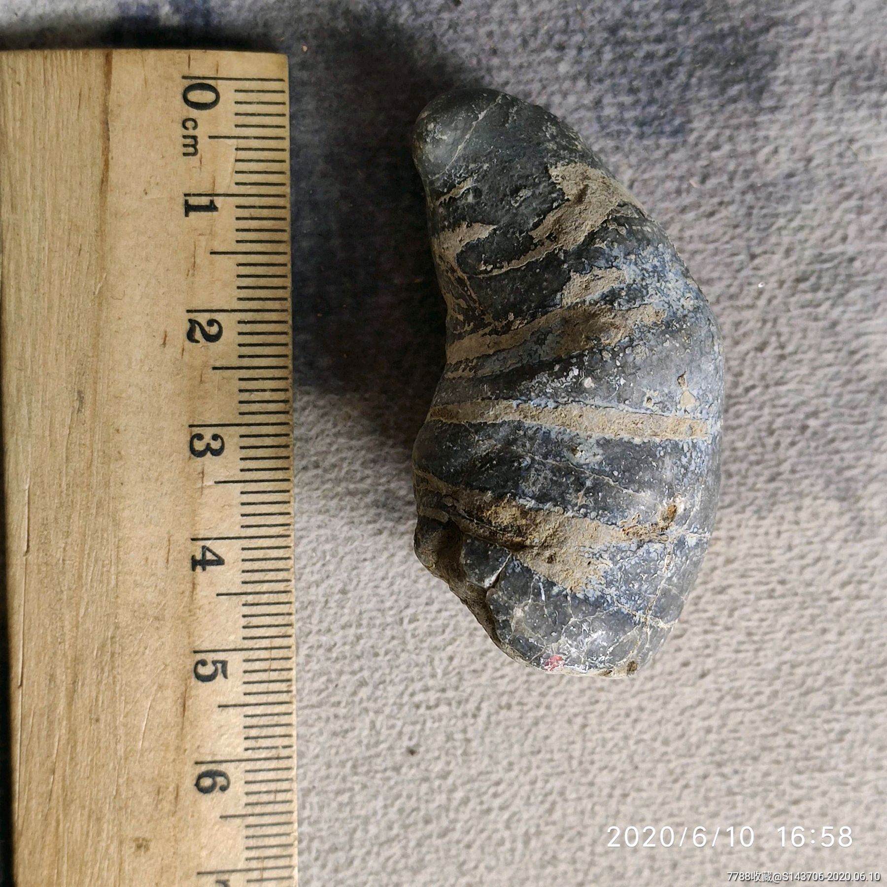 2-3亿年泥盆纪时期珊瑚化石,a2