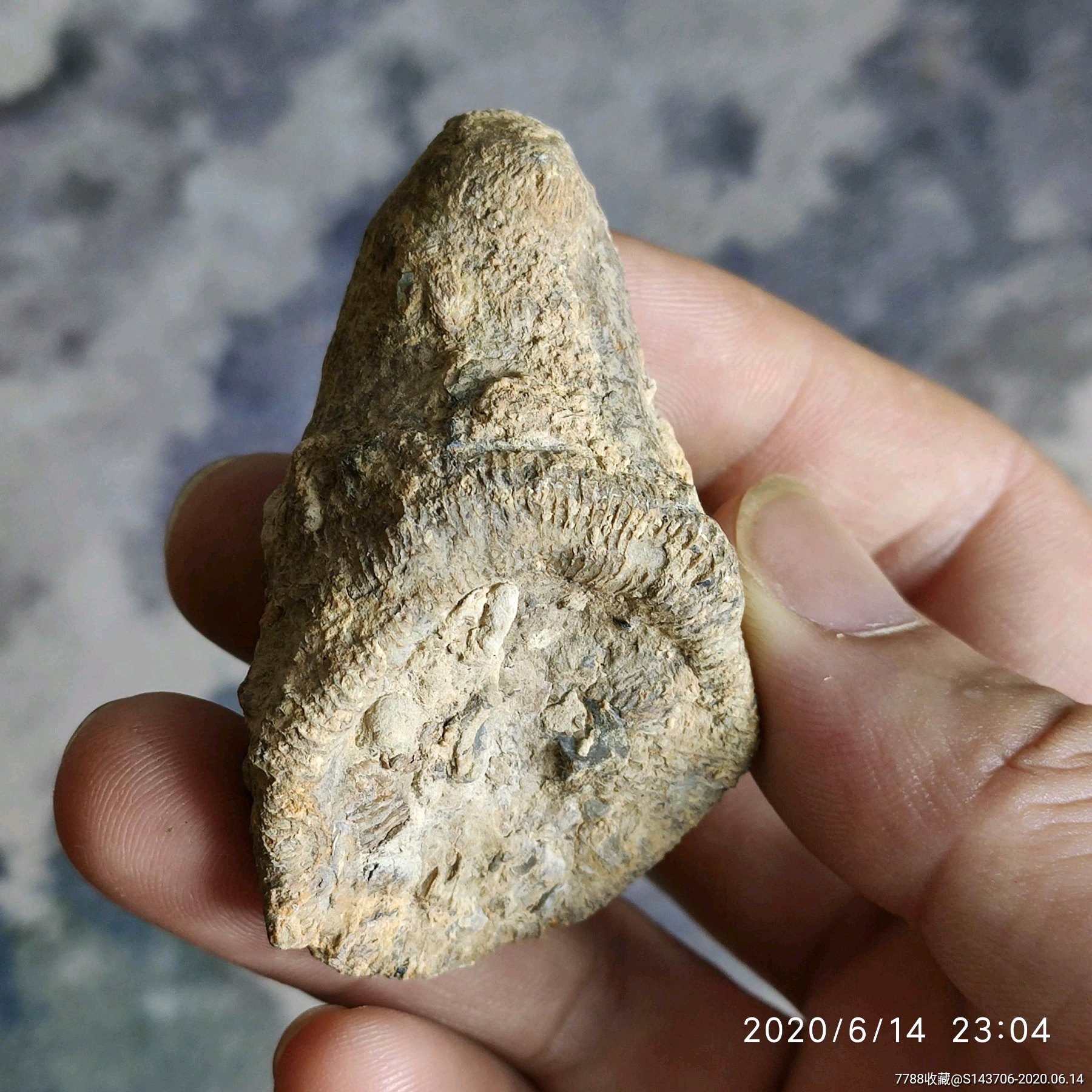 2-3亿年泥盆纪时期珊瑚化石,a3