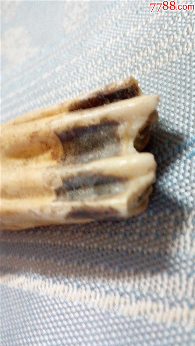 牛牙一块:8cm长x2.5cm宽x1.8cm厚仅此一块