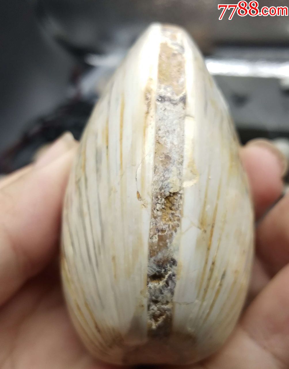 3690河蚌化石_价格70元【玉泉陌】_第5张