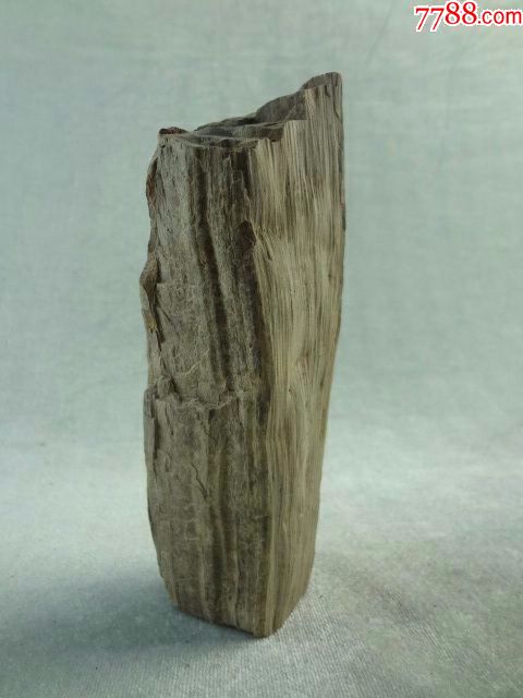 罕见的树化石,可以站立的老观赏石头玩石原石老摆件,少见奇石,包真