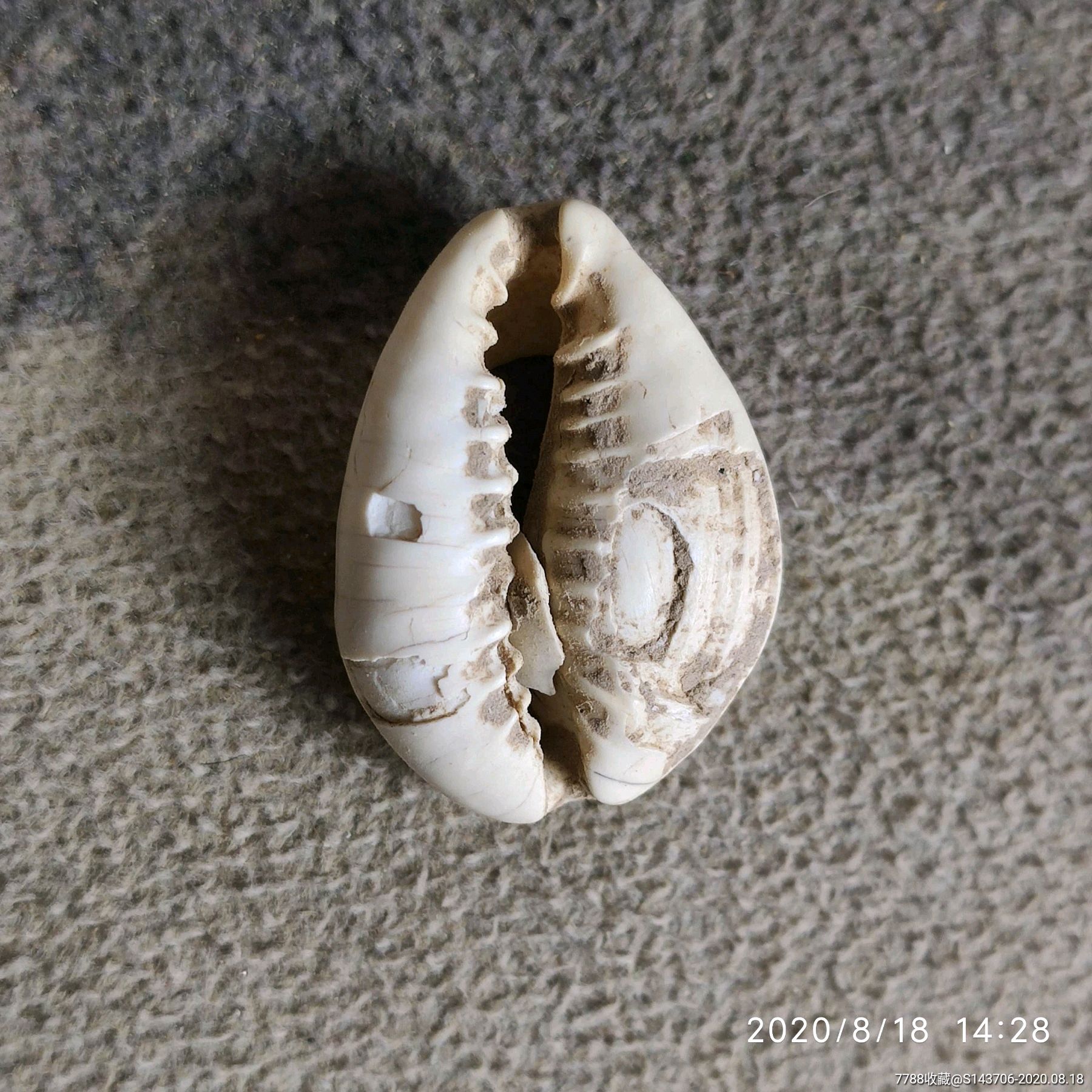 古代贝币,a8_天然贝壳_第2张_7788印章收藏