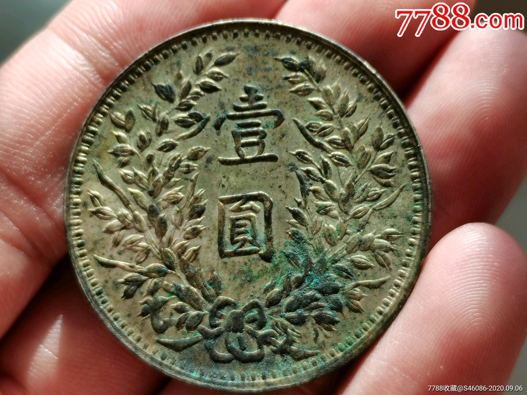 甘肃绝美大橄榄齿(刺猬头)三年大头