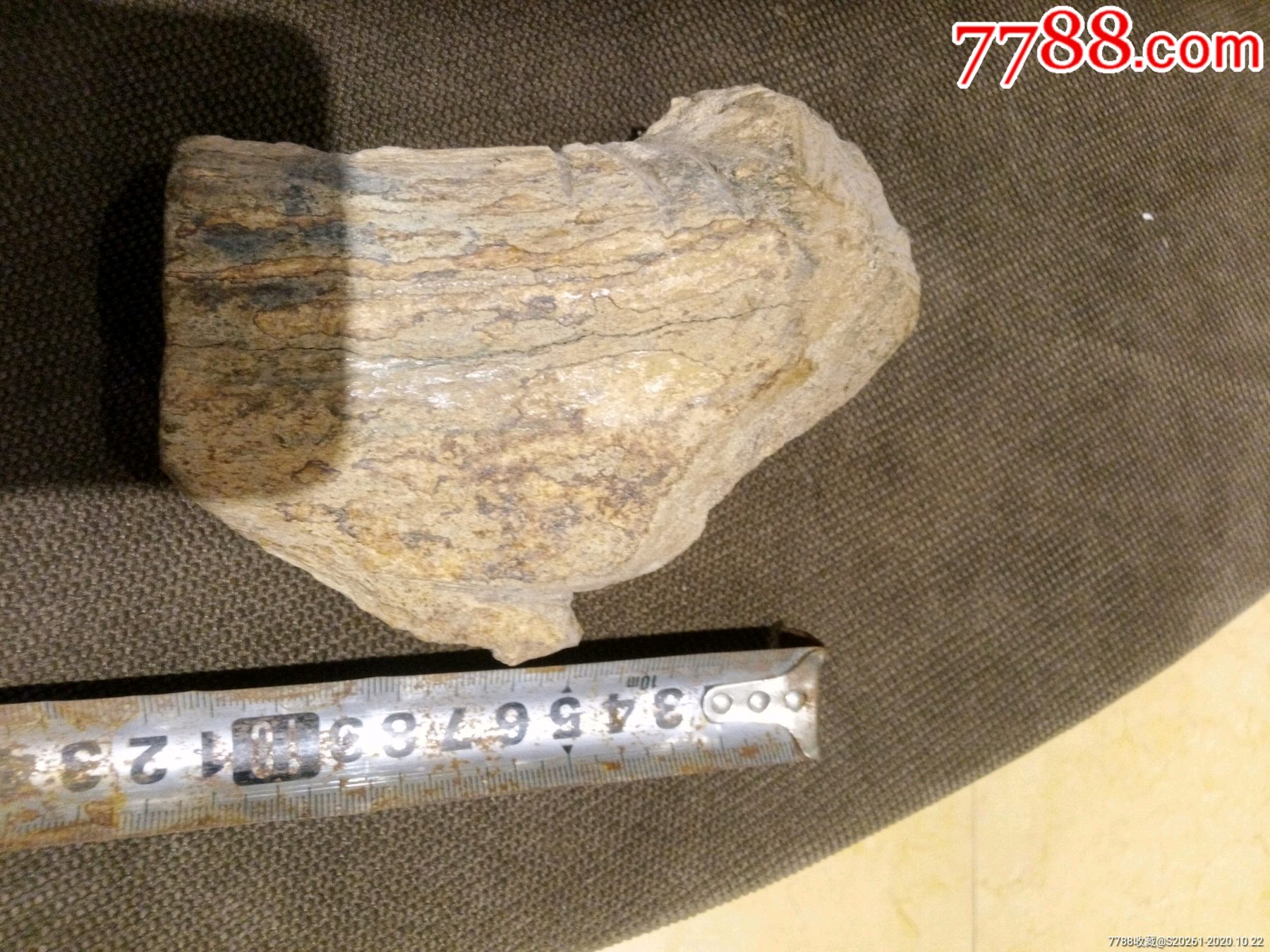 鹿角化石