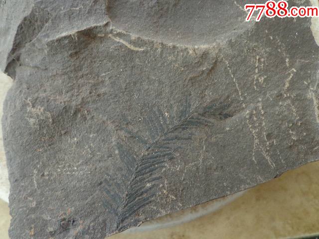 首页 拍卖 动植物化石 树叶化石_价格15元【天赐工艺品超市】