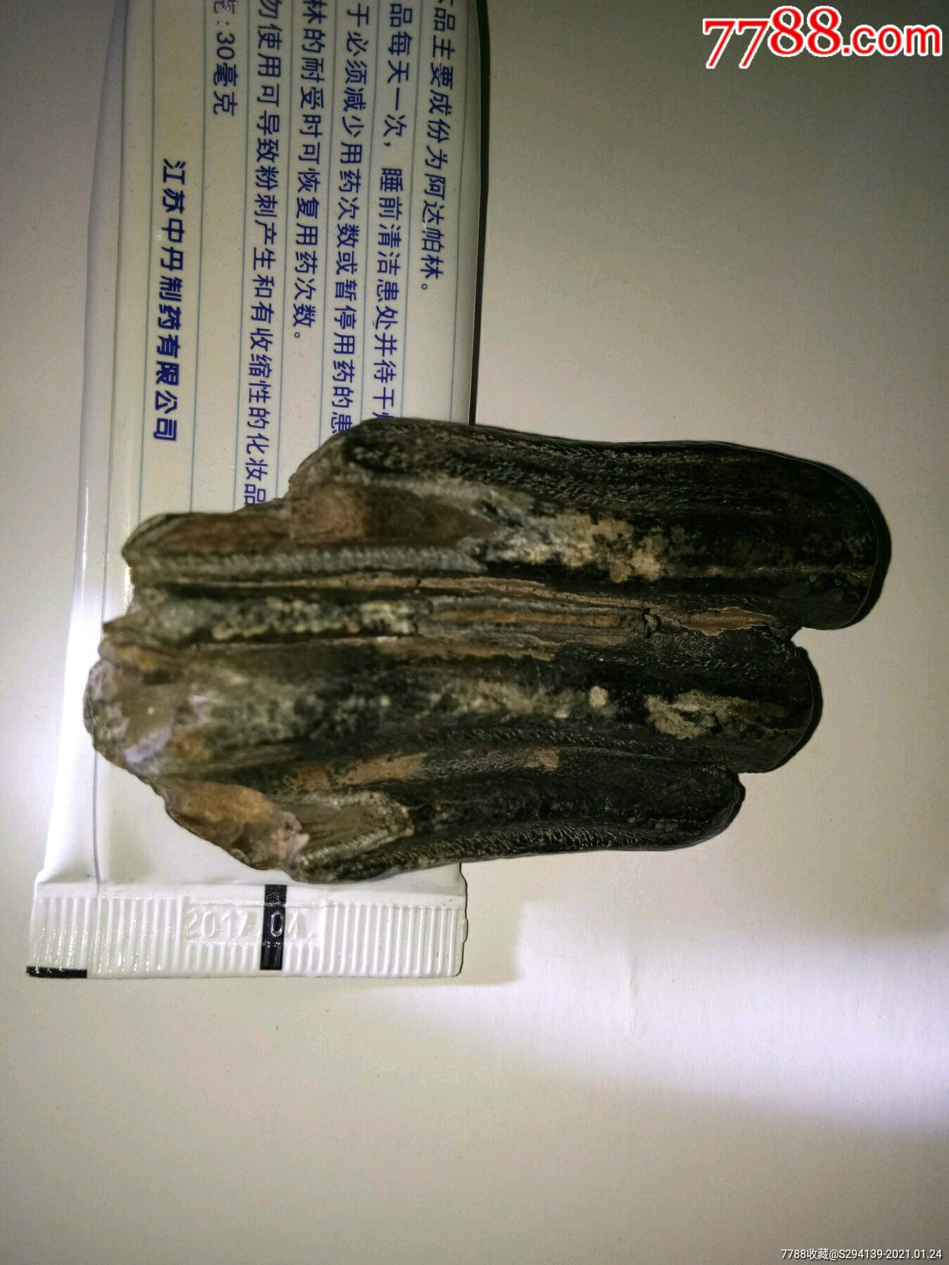 估计远古大型蕨类植物化石