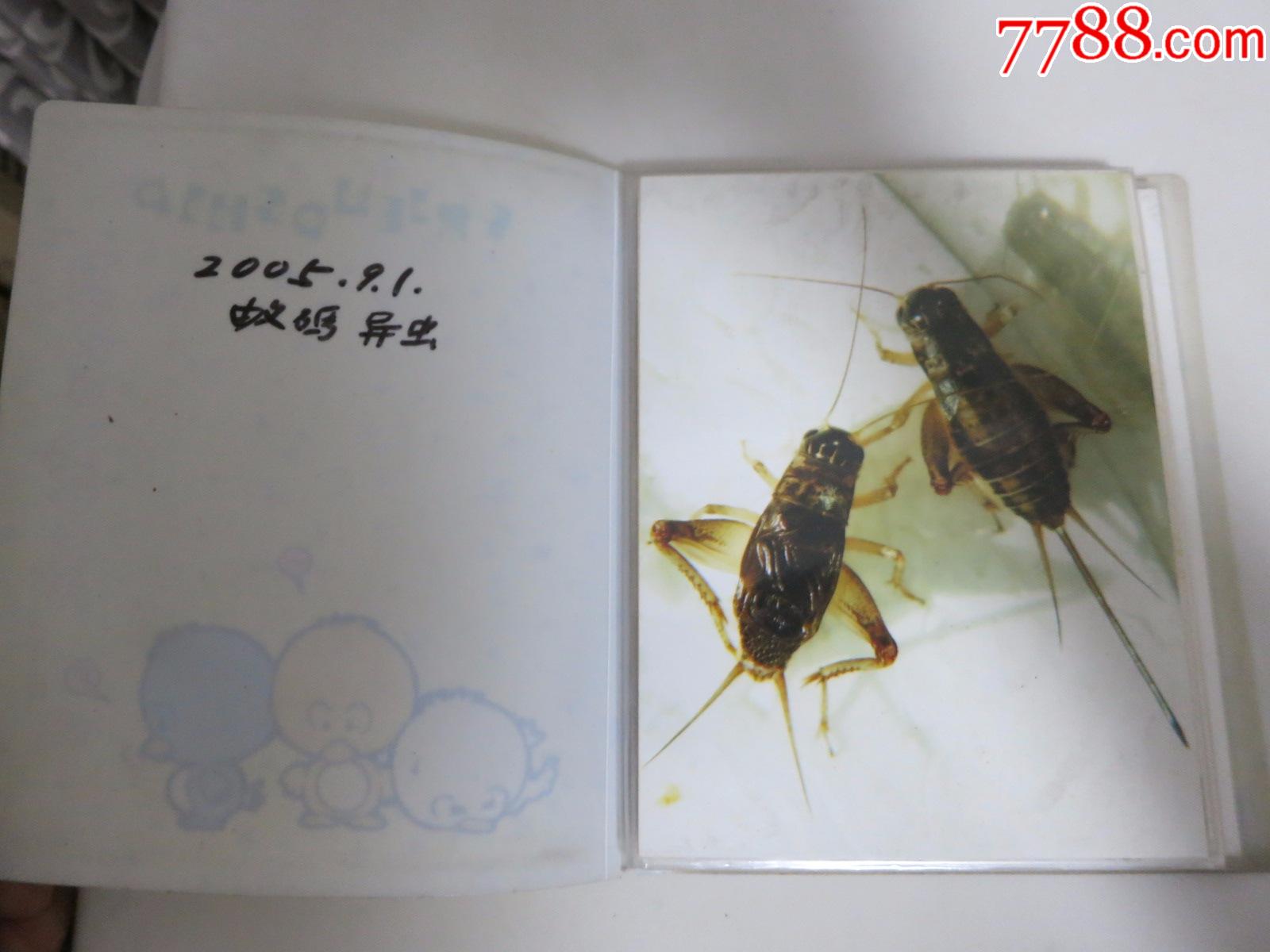 蟋蟀蛐蛐异虫照片一本,吴继传拍摄照原件,封皮作者所写《蚁码异虫》